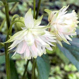 PERENNIAL | White Barlow COLUMBINE Seeds | 20 Seeds | 2 Feet Tall | Aquilegia | Fresh Seed