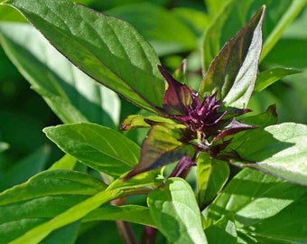 HERBE | Basilic thaïlandais du Siam Queen | 100 graines | Variété patrimoniale | Saveur douce d'anis/réglisse