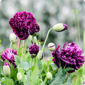 Op de afbeelding: Close-up van een groep paarse papaverbloemen met groene knoppen en bladeren. De bloemen hebben een gerimpelde, bijna gekrulde uitstraling.