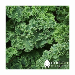 VEGETABLE: Organic KALE - 50 Seeds - Smoothies, Salad, Chips, Fresh Seed, High Quality & GMO Free