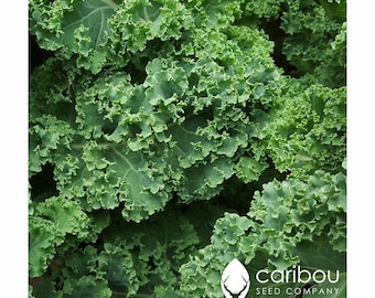 Può includere: Un gruppo di foglie di cavolo riccio verde brillante con bordi profondamente arricciati e venature prominenti. Nell'angolo in basso a destra, un logo bianco presenta una testa di cervo stilizzata con il testo caribou SEED COMPANY.