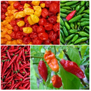 HOT & SPICY Garden | 4 Hot Peppers Seed Kit | Bhut Jolokia (Ghost Pepper), Jalapeno, Habanero, Red Cayenne | Fresh, Organic Seed