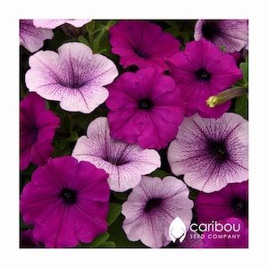 May include: A close-up of a variety of petunia flowers in shades of purple and white. The flowers have a delicate, ruffled appearance and are in full bloom.