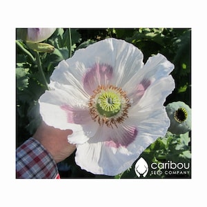 PERENNIAL | GIGANTHEMUM (Giant) Poppy | 350-400 Seeds | Pastel Blooms in Apricot, Gold, Tangerine, White | Papaver | Fresh Seed