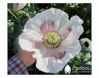 PERENE | GIGANTHEMUM (Gigante) Papoula | 350-400 Sementes | Flores Pastel em Damasco, Dourado, Tangerina, Branco | Papaver | Sementes Frescas