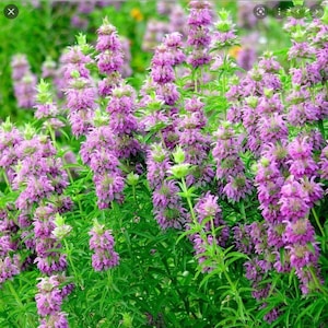 ANUAL / Bergamota Limón / Mariposas, Colibríes, Polinizadores / 300-350 Semillas / Té Medicinal / Semillas Orgánicas Frescas