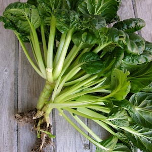 VEGETABLE | TAH TSAI/Tatsoi Pak Choi | Chinese/Asian Variety | 50-60 Seeds | Easy to Grow | Fresh Organic Seed