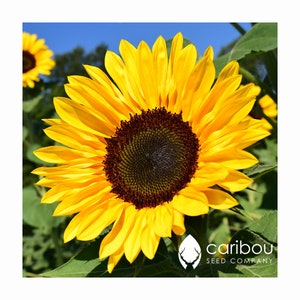 Annual | CUTTING GOLD SUNFLOWER | 20 seeds | 4- 5 Ft. Tall | Ideal Cutflower | Attracts Bees & Pollinators | Organic Seed