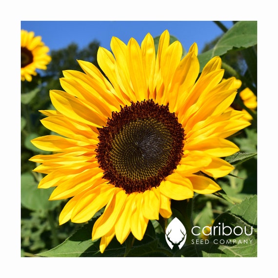 100 Organic /"Autumn Beauty/" Mix Sunflower Seeds ~Beautiful variety of colors