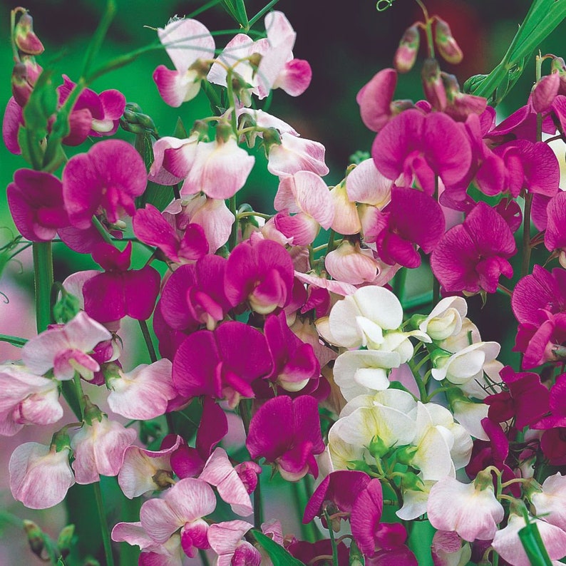 PERENNIAL SWEET PEA 10 Seeds Extremely Fragrant Vining Habit Drought Tolerant Fresh Organic Seed image 1