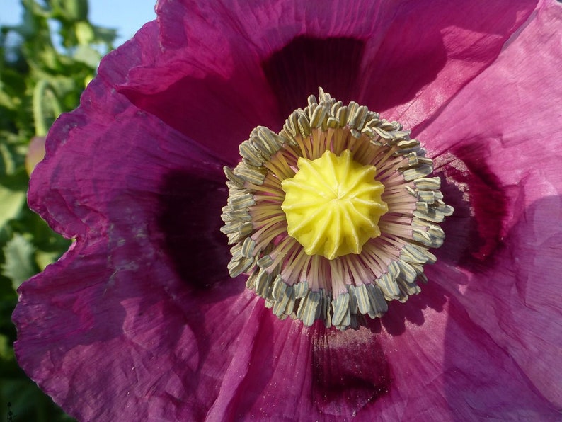 Annual HUNGARIAN BLUE POPPY 100 Seeds Large Purple Blooms Colorful, Stunning Beauty Fresh, Organic Seed image 3
