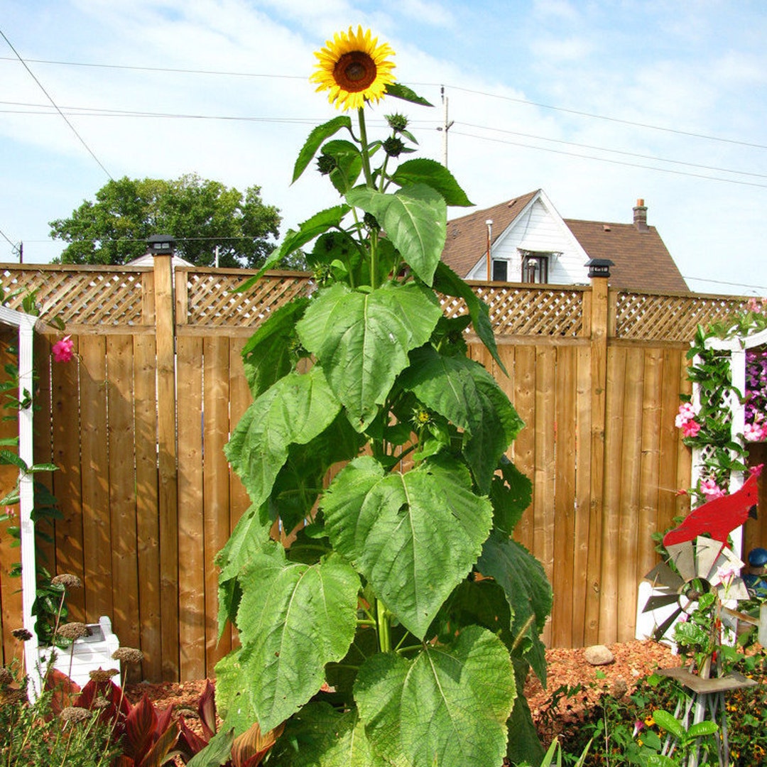 Buy BULK 200 GIGANTEUS SUNFLOWER Seeds Tall, Gigantic Bloom Size 12