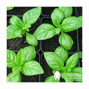 HERB | GENOVESE BASIL | 100 Organic Seeds | Fish, Pesto Sauces, Salad | Easy To Grow, High Quality | Easy Germination