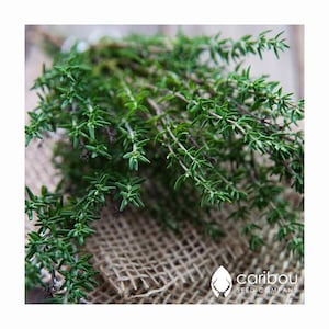 HERB: ORGANIC THYME - 100 Seeds -  Use for Italian Cuisine, Seasoning, Soups, Stews - Attracts Bees & Pollinators