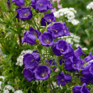 MEHRJÄHRIGE | PANCAMULA &#39;Blaue Glockenblume&#39; | 100 Samen | Rehbeständig | Schatten Tolerant | Schnittblume, Schmetterlingsgarten | Frischsaat