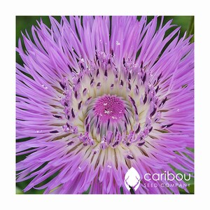 Jaarlijks | CENTAUREA Bachelorknoppen | 40-50 zaden | Trekt vlinders, bijen en bestuivers aan | Biologisch, vers zaad