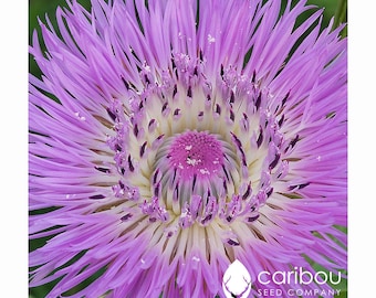 Annual | CENTAUREA Bachelor's Buttons | 40-50 Seeds | Attracts Butterflies, Bees, Pollinators | Organic, Fresh Seed