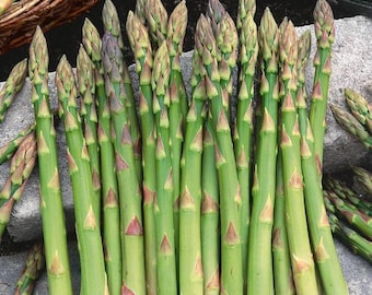 VEGETALES / ESPÁRRAGOS 'Mary Washington' / 50-60 semillas / Alto rendimiento / Variedad tradicional