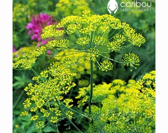 HERB: Bio Dill - 100+ Samen - Beizen, Hausgemachte Dillgurke - Hohe Qualität & Keimung - frische Kräutersamen