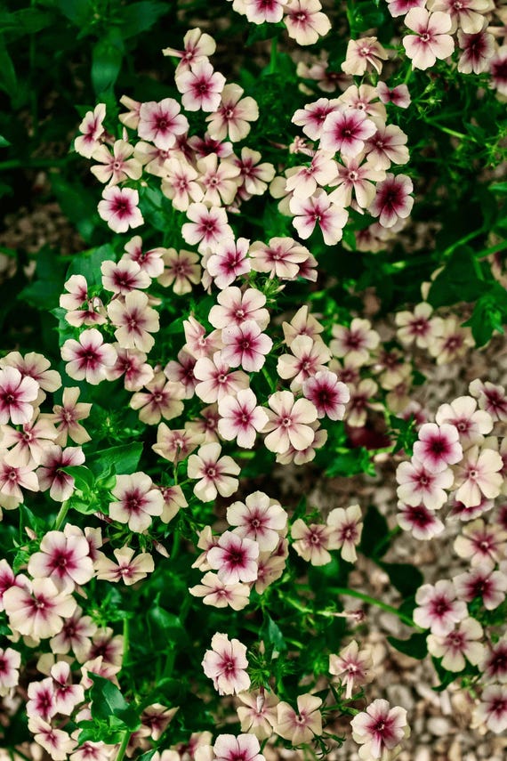 Phlox - Cherry Caramel Phlox Seeds | Martha's Garden