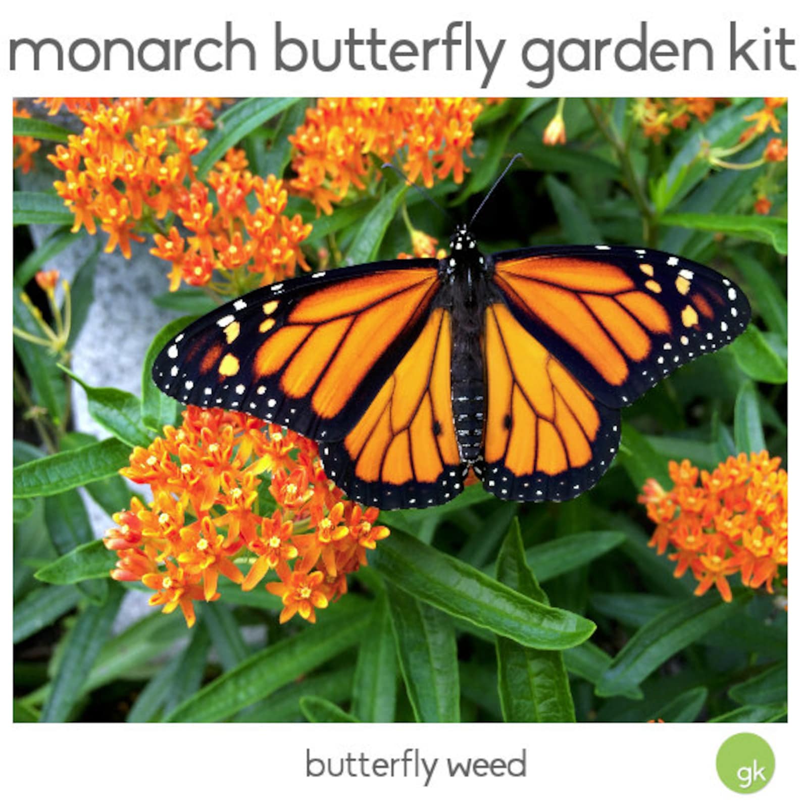 Save 25 MONARCH BUTTERFLY GARDEN Seed Kit 4 Flowers Etsy
