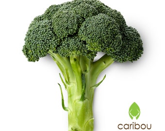 VEGETABLE: Semi ORGANICi BROCCOLI - 40 Semi di Semi freschi Semi di Cimeli, gmo Free - Estremamente Grande