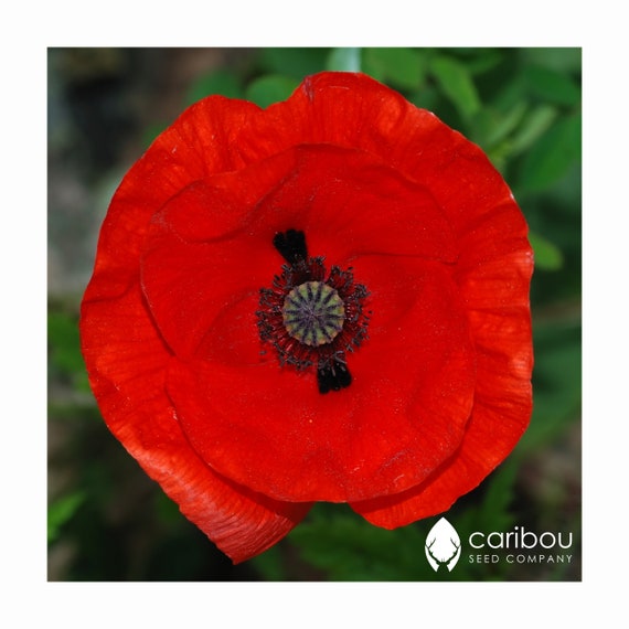 Papaver rhoeas ; Beautiful bright red flowers 100 FLANDERS POPPY SEEDS