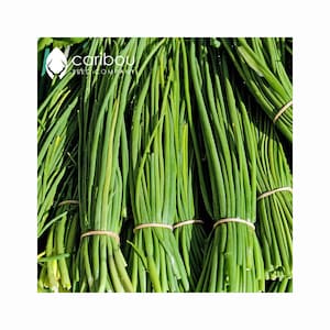 HERB | GARLIC CHIVES  100 Seeds | Fresh, Easy to Grow & Germinate | Organic Chive Seed | Allium tuberosum