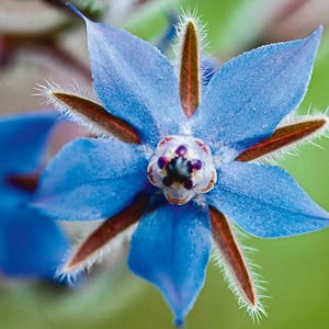 HERB | BORAGE | 40-50 Seeds | Heirloom Variety | Mild Cucumber Flavour | Fresh Canadian Seed