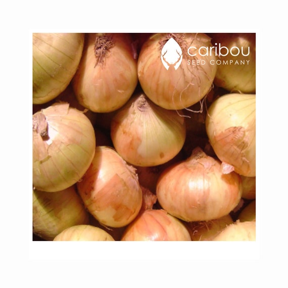 UK Seller 50 Onion Seeds /'Large Spanish Sweet/' Seeds Vegetable Seeds