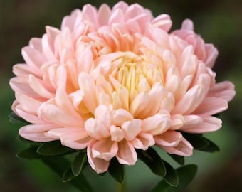 CARIBOU SEED COMPANY | Apricot Aster | Annual | 50-60 Seeds | Callistephus chinensis | Fresh Canadian Seed | Heirloom Variety