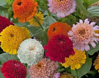 ANNUAL | 'Cresto Mix'  ZINNIA | 50-60 Seeds | Beautiful Red, Yellow, Pink, Orange Blooms | Attracts Pollinators, Butterflies, Bees