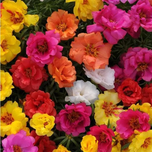 BULK | MOSS ROSE/Portulaca seeds | 5 grams | 50 000 seeds | Hanging Basket, Container Flower | High Germination | Fresh, Organic Seed