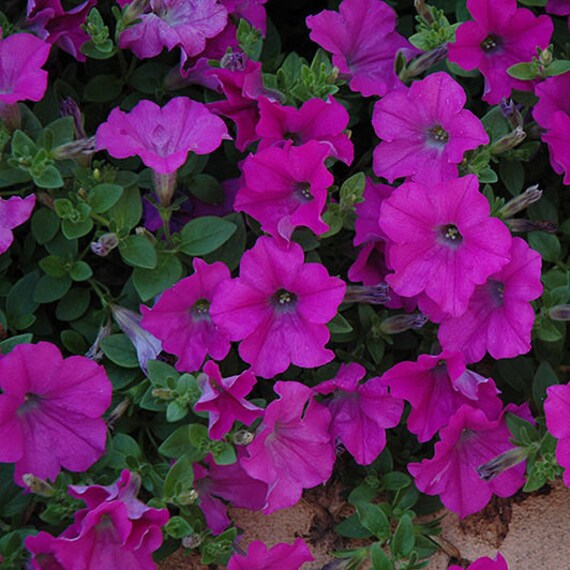 10 Seeds Spreadingtrailing Habit Fresh High Quality Germination Caribou Seed Company Wave Carmine Velour Petunia Seeds Home Living Seeds Seed Bombs Kromasol Com