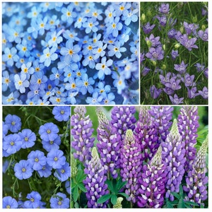 SAPPHIRE SERENITY GARDEN Seed Kit | 4 Blaue Blumen | Vergissmeinnicht, Blauer Flachs, Blaue Lupine, Nigella Blaue Sterne | Frischer Bio-Samen