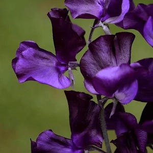 JAHRESZEITEN | &#39;Royal Blau&#39; SWEET PEA | 10 Samen | Sehr Duftig | Kletternde Vielfalt | Frisch, Heirloom-Samen | Lathyrus odoratus