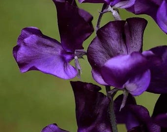 ANNUALE / PISELLO ODORE 'Royal Blue' / 10 semi / Estremamente profumato / Varietà rampicante / Semi freschi e antichi / Lathyrus odoratus
