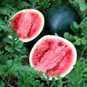 VEGETABLE | WATERMELON &#39;Sugar Baby&#39; | 20-25 Seeds | Extremely Sweet | Amazing Flavour | 6-10 lb Fruit