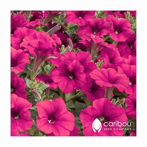 May include: A close-up of a vibrant pink petunia flower with a dark centre. The flower is surrounded by other pink petunias, creating a lush and colourful display. The image includes the text "caribou SEED COMPANY".