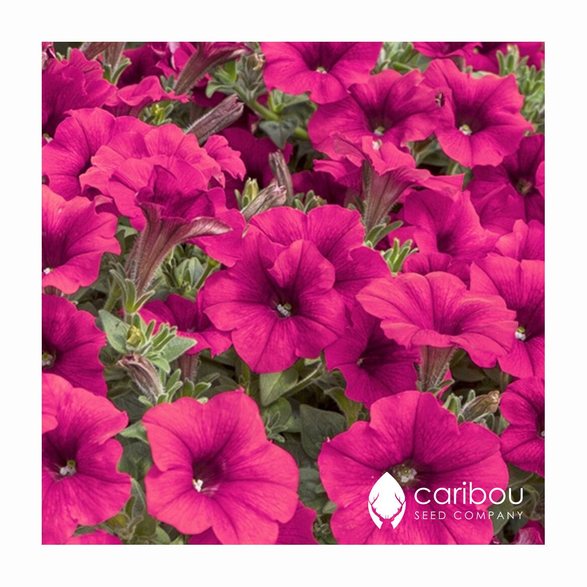 Trailing Habit Dense Mass of Blooms 10 seeds Caribou Seed Company: TIDAL WAVE 'PURPLE' Petunia Seeds Fresh Seed Trailing Habit Dense Mass of Blooms 10 seeds Caribou Seed Company: TIDAL WAVE 'PURPLE' Petunia Seeds Fresh Seed