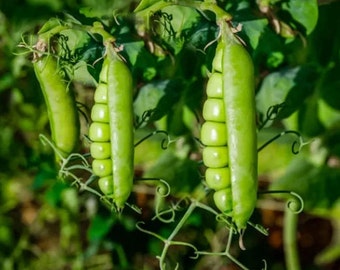 Puede incluir: Primer plano de tres vainas de guisantes verdes creciendo en una vid. Las vainas están llenas y repletas de guisantes.