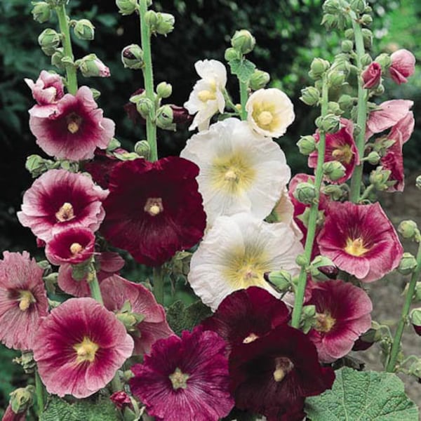 PERENNE / 'Indian Spring' HOLLYHOCK / Chocolate, Púrpura, Lavanda, Rosa, Blanco / 20 Semillas / Alcea rosea / Flor Cortada, Atrae Mariposas