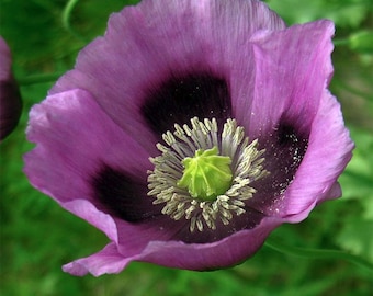Annual | HUNGARIAN BLUE POPPY | 100 Seeds | Large Purple Blooms | Colorful, Stunning Beauty | Fresh, Organic Seed