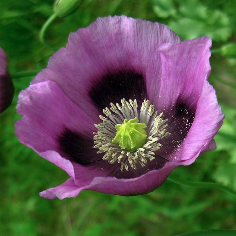 Annual HUNGARIAN BLUE POPPY 100 Seeds Large Purple Blooms Colorful, Stunning Beauty Fresh, Organic Seed image 1