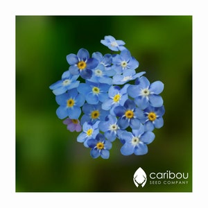 ワスレナグサ - 青 - Myosotis sylvatica - 希少な「植物」の