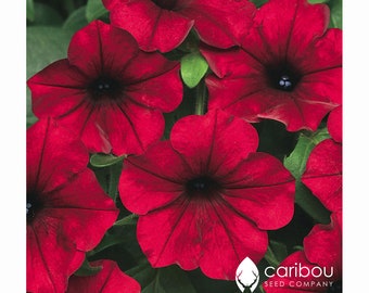 Semillas de petunia Red Velour / Variedad colgante Easy Wave (10 semillas)