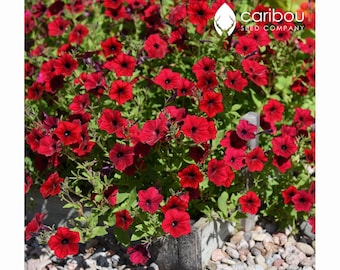 Trailing Habit Dense Mass of Blooms 10 seeds Caribou Seed Company: TIDAL WAVE 'PURPLE' Petunia Seeds Fresh Seed Trailing Habit Dense Mass of Blooms 10 seeds Caribou Seed Company: TIDAL WAVE 'PURPLE' Petunia Seeds Fresh Seed