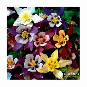 PERENNIAL: COLUMBINE Seeds McKana Giant - 40+ Seeds - 3 Feet Tall - Aquilegia, Fresh Seed
