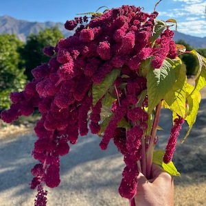 ANNUAL | AMARANTHUS RED | 100 Seeds | Deep crimson, velvety flowers | Drought Tolerant | Attracts Pollinators, Bees, Butterflies
