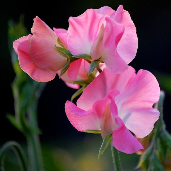 ANNUAL | Royal Pink SWEET PEA | 10 Seeds | Extremely Fragrant | Climbing Variety | Fresh, Heirloom Seed | Lathyrus odoratus